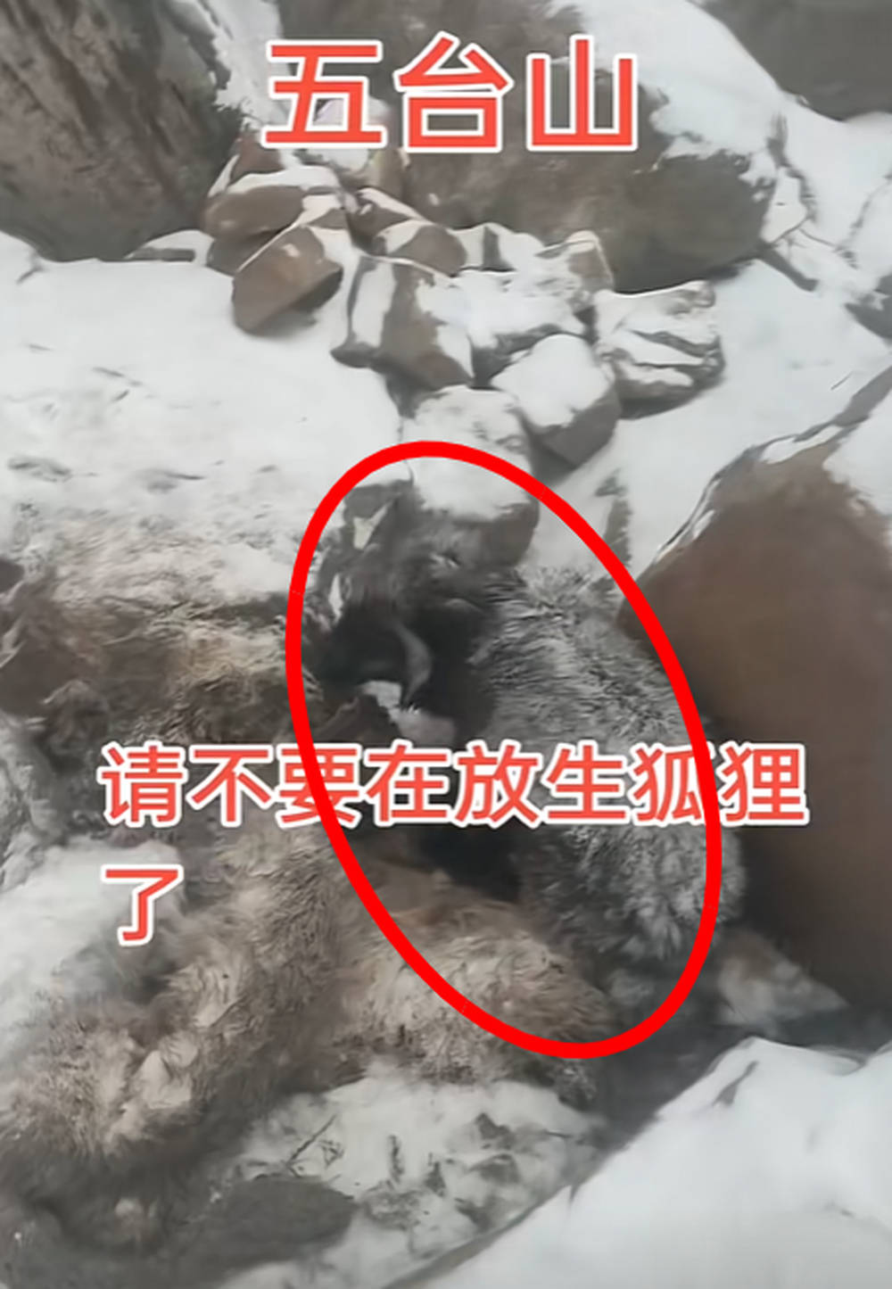 香客在山西五台山上放生的狐狸雪中饿死？爱心救助人士发声，各方回应