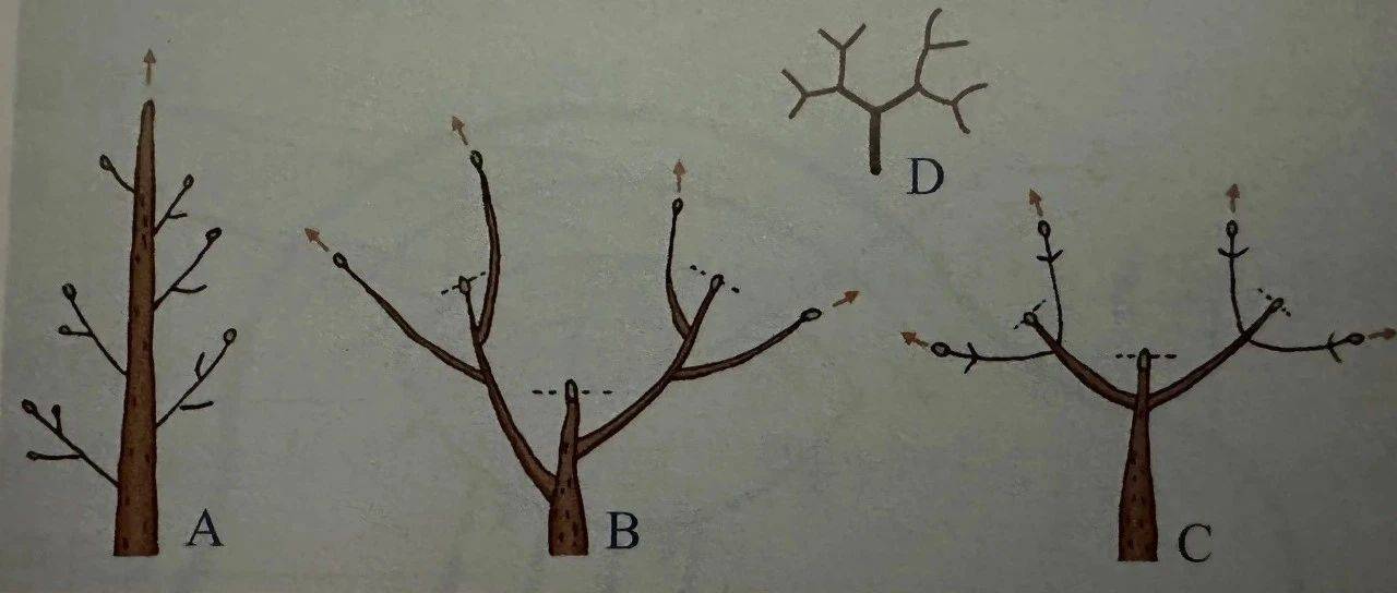 茎的分枝方式_植物体_活动_顶芽