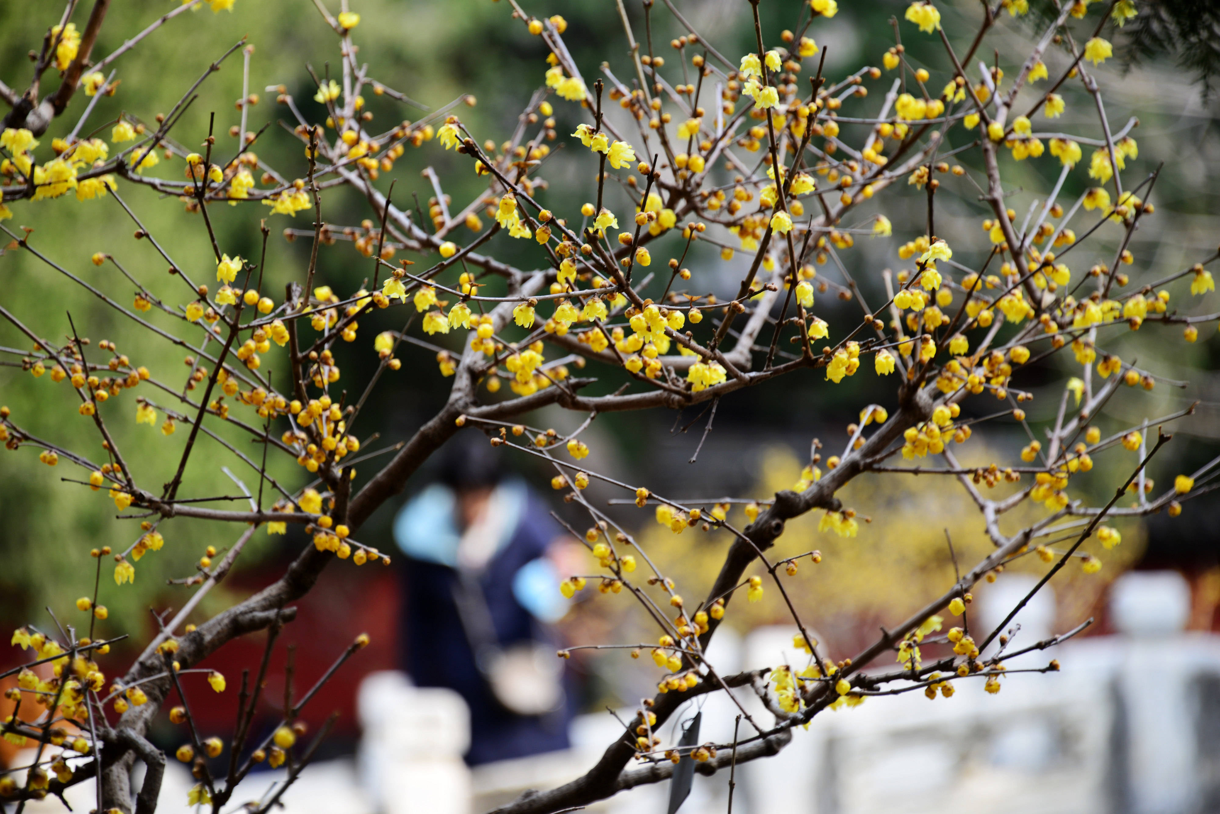 北京:国家植物园蜡梅盛开