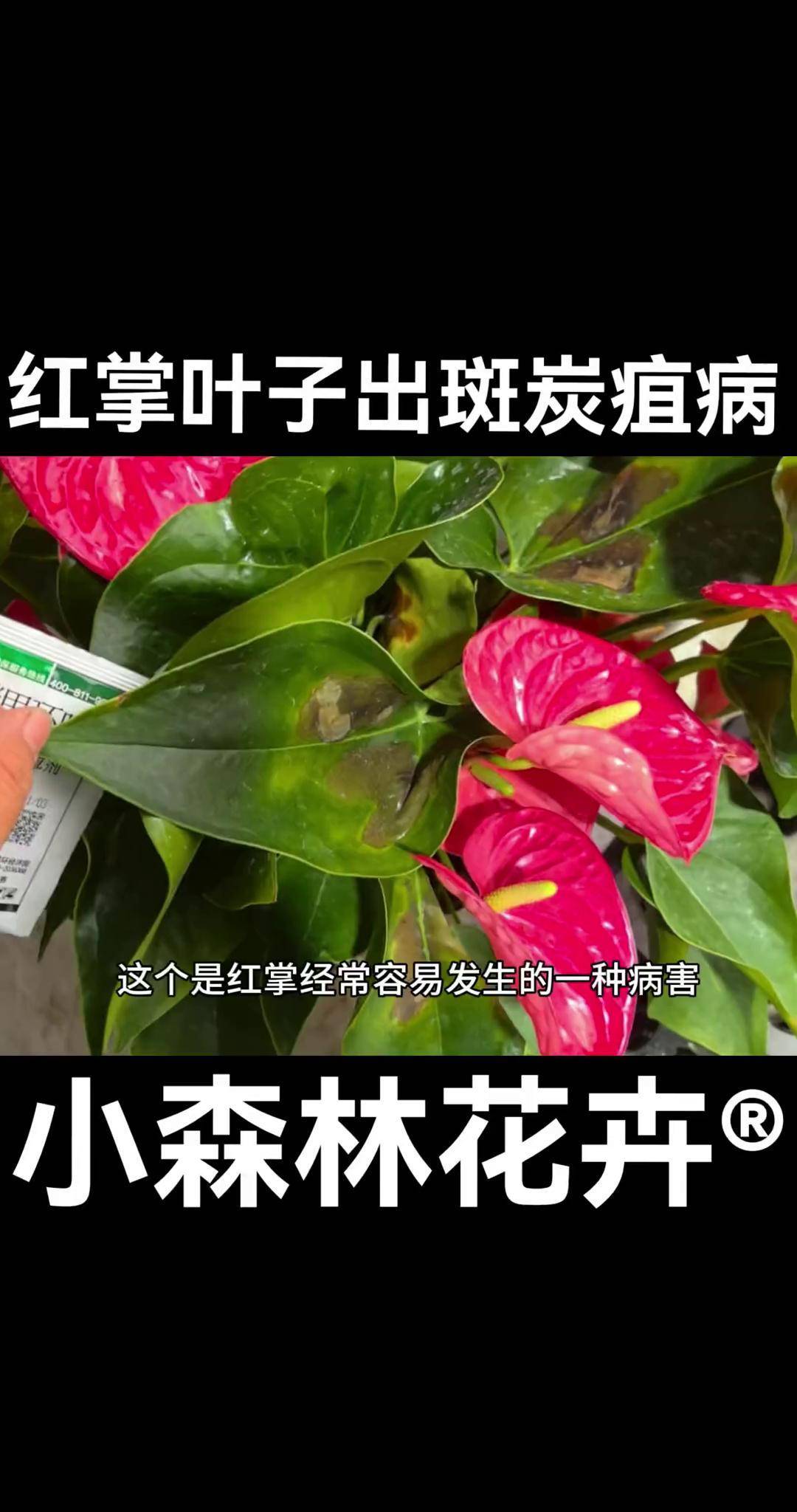 红掌炭疽病的症状及治疗方法 养花红掌 病害