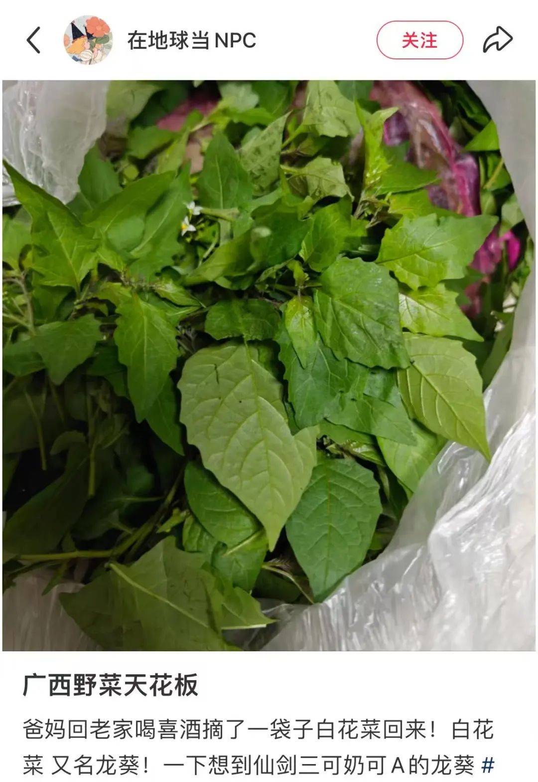 广西人这些野菜真的不能吃