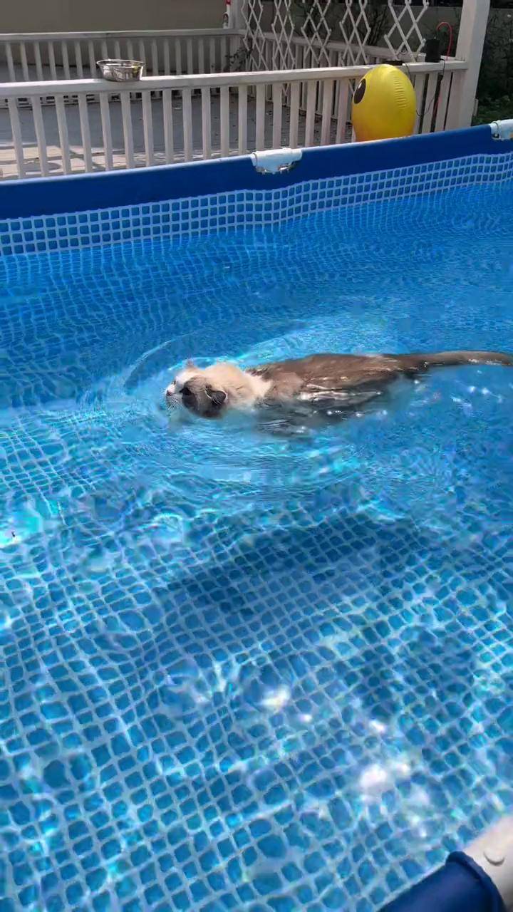 豆瓣儿:妈妈你就说我游得好不好吧酱油宠物 猫咪游泳 家庭泳池 布偶猫