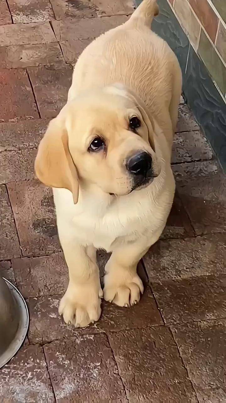 拉布拉多幼犬 双血统拉布拉多 dou 上热门