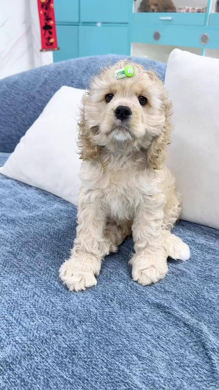 今日上新美卡弟弟蹲新家迪士尼小狗美国可卡美卡可卡犬