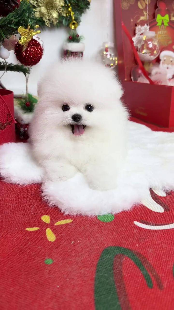 博美俊介萌宠出道计划 萌到爆炸了 没人拒绝得了小狗狗 这我的小狗快