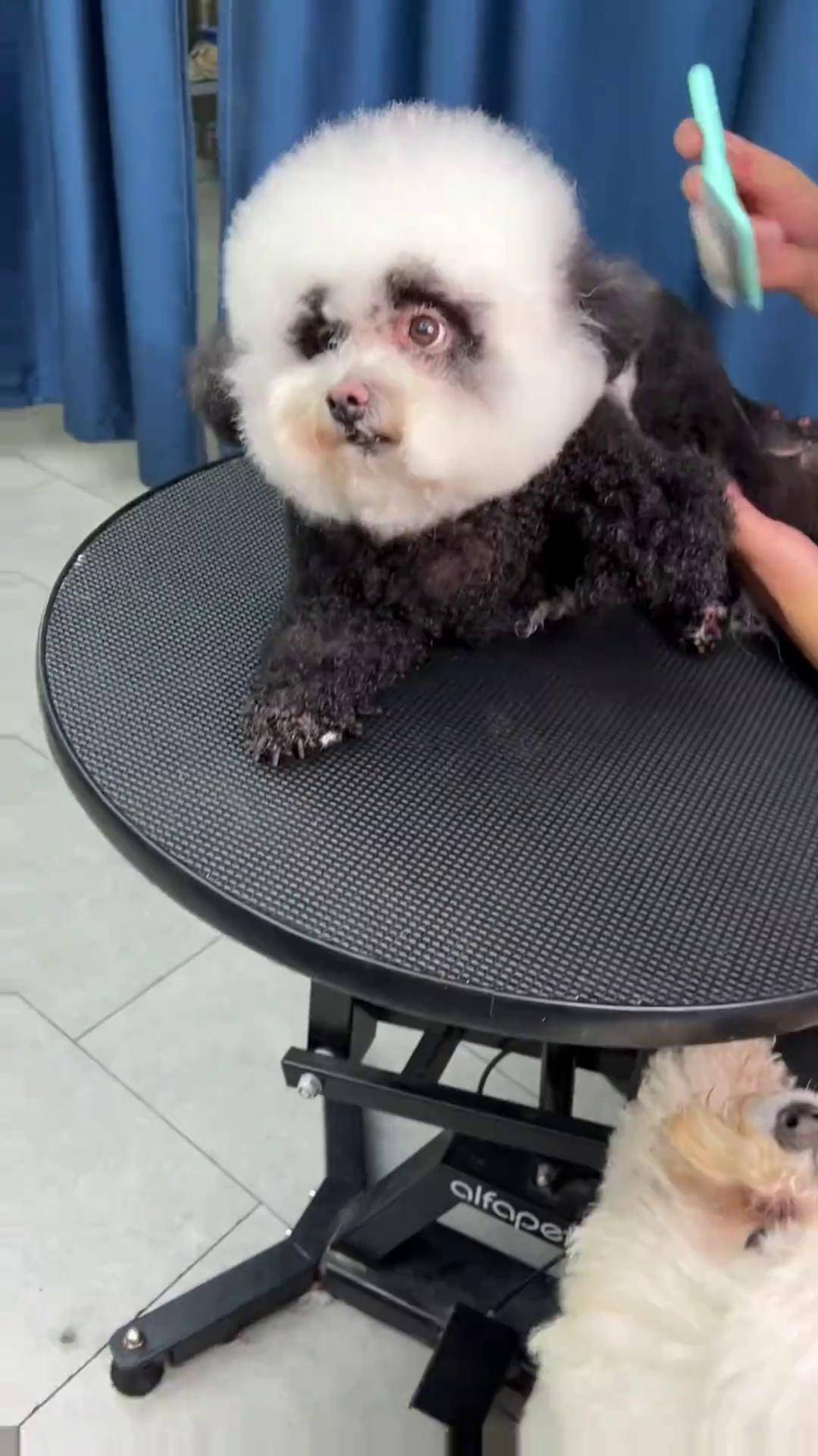 比熊宝宝变身记全民云监督国宝大熊猫 比熊 宠物美容 毛小豆宠物美容