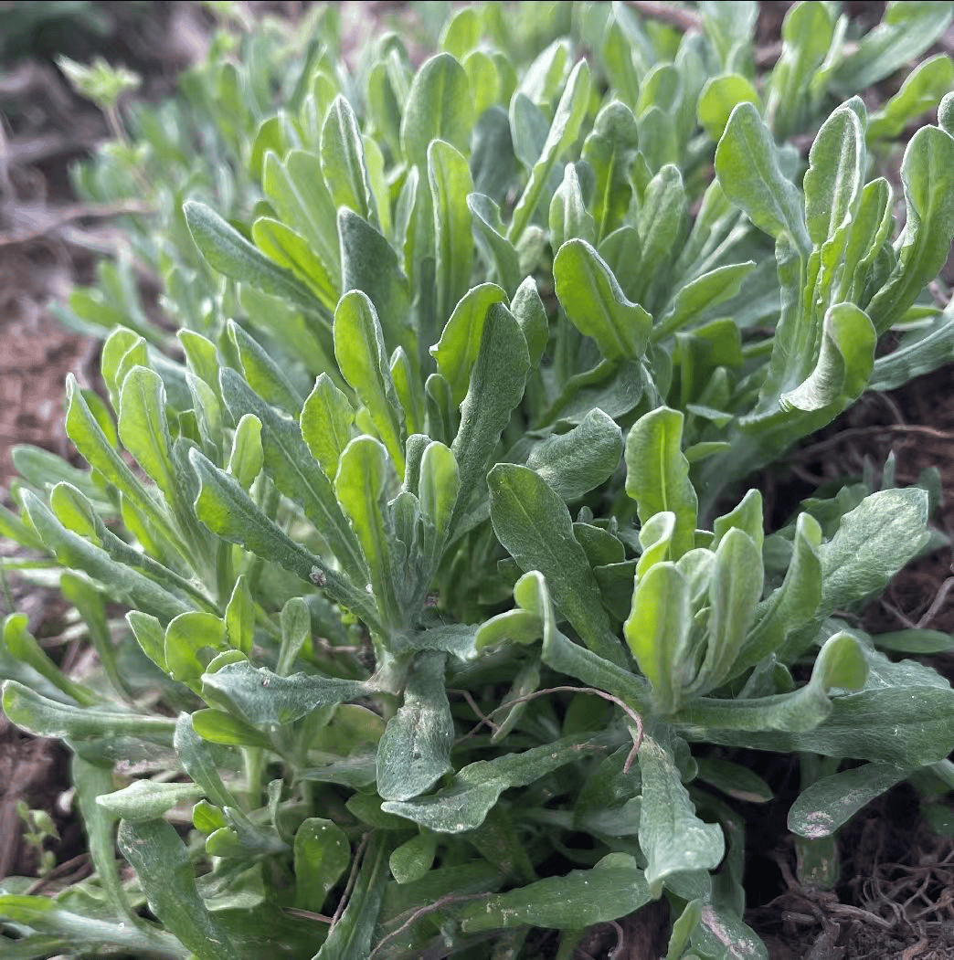 18元/斤,亩产值2.5万!地里常见的"野草"被抢购,鼠曲草到底是啥?