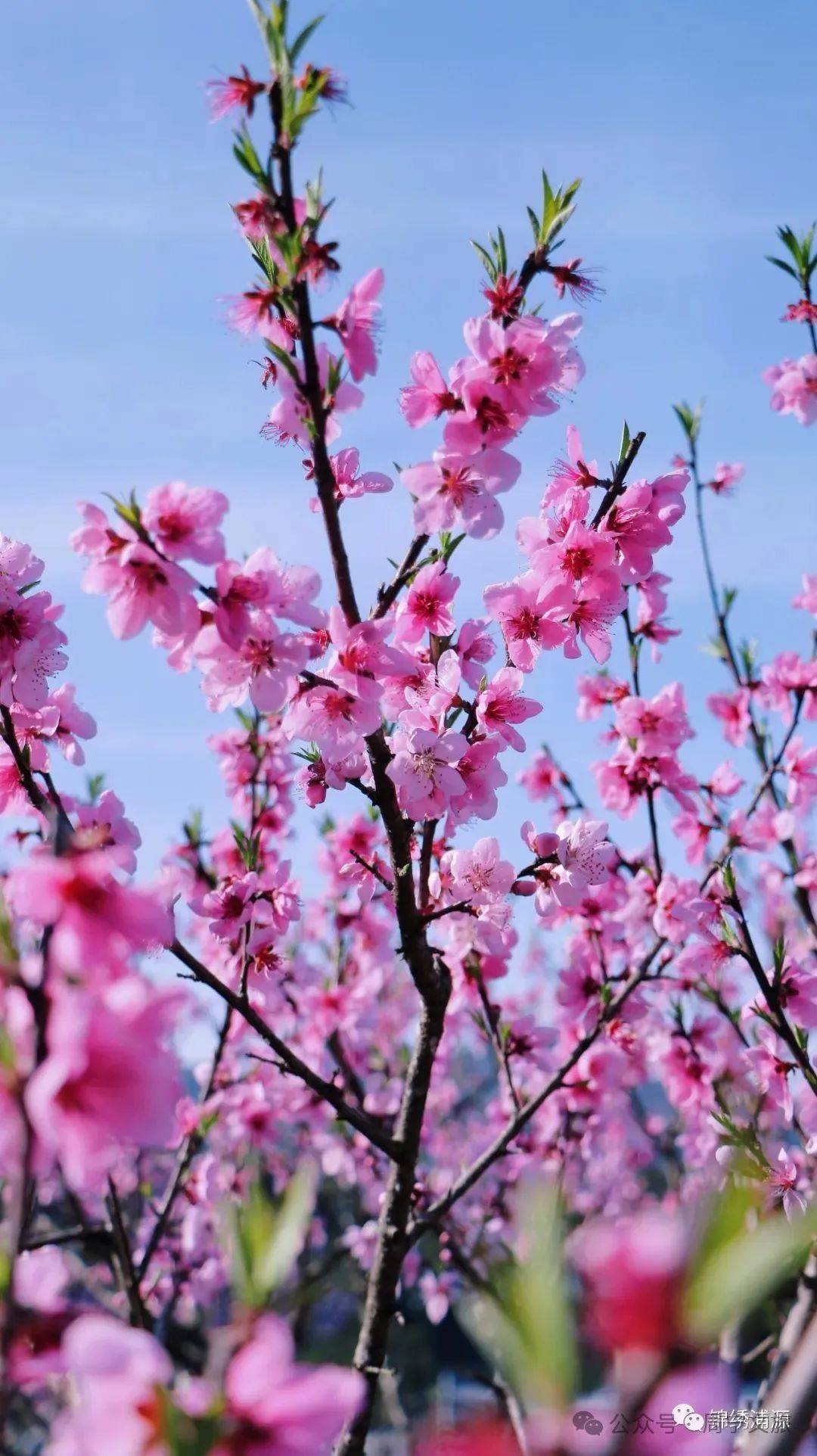 桃花朵朵开,这里的美景等你来!