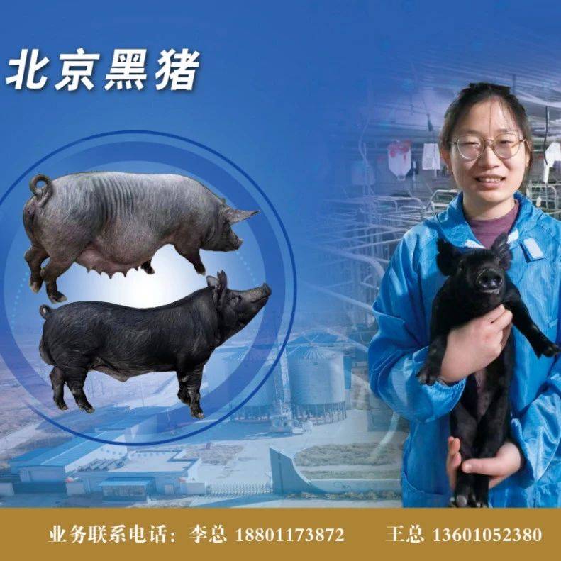 “北京黑猪”【推荐阅读】某猪场一例猪流感病例的诊治_治疗_病毒科_进行了