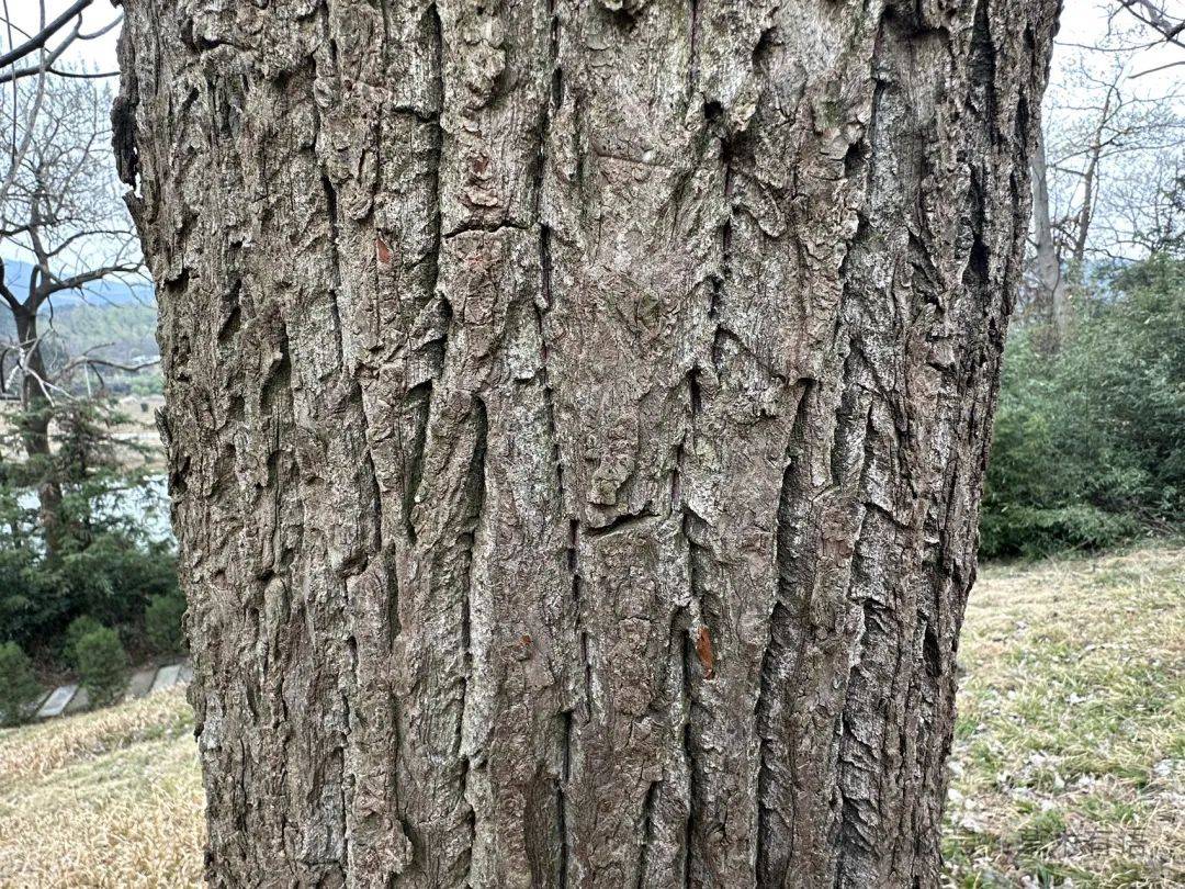 印山越国王陵看檫木