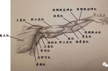 掌握正手弧圈球技巧：肌肉协同发力全解析