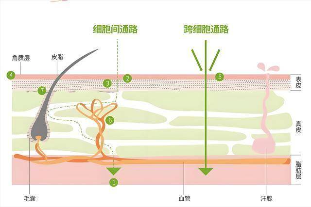 早泄治疗新希望：12分钟起效的透皮吸收疗法 告别早泄烦恼，透皮吸收治疗技术开启新篇章