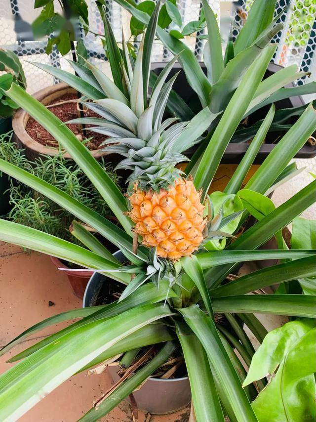 从菠萝头到美味菠萝，北京姑娘三年创造种植神话