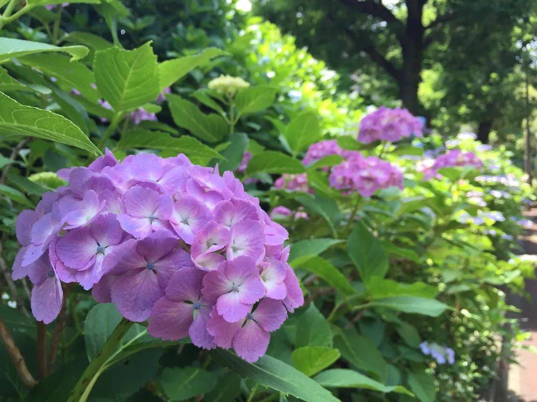 心有花 眼有星辰心有花，闲坐摇扇一壶茶_生活_那一段_王阳明