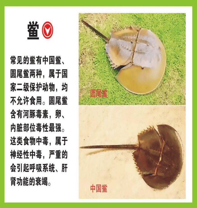 温馨提示！不采摘、不买卖、不食野生蘑菇、野菜等野生植物