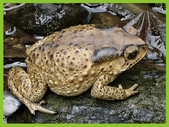 温馨提示！不采摘、不买卖、不食野生蘑菇、野菜等野生植物