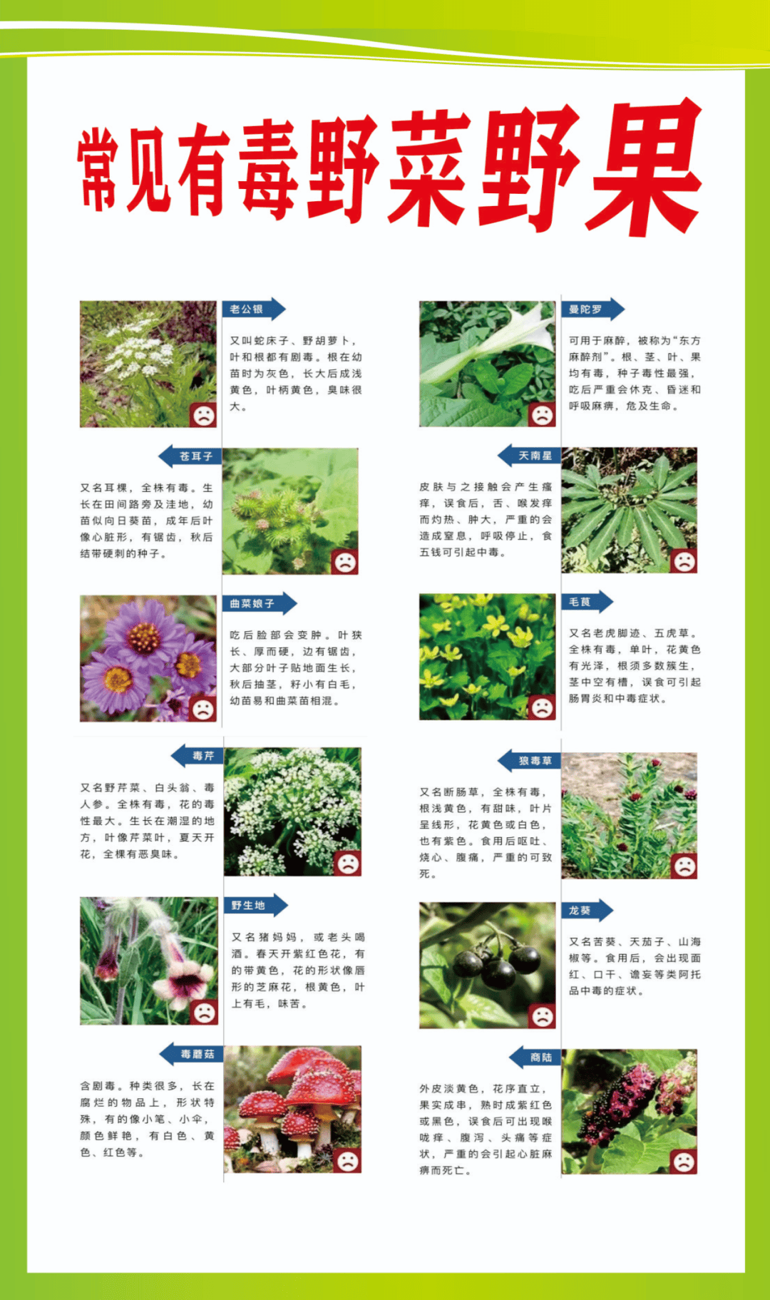 温馨提示！不采摘、不买卖、不食野生蘑菇、野菜等野生植物