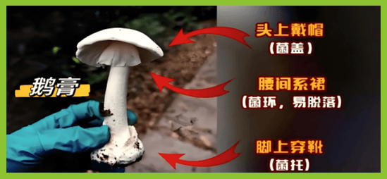 温馨提示！不采摘、不买卖、不食野生蘑菇、野菜等野生植物