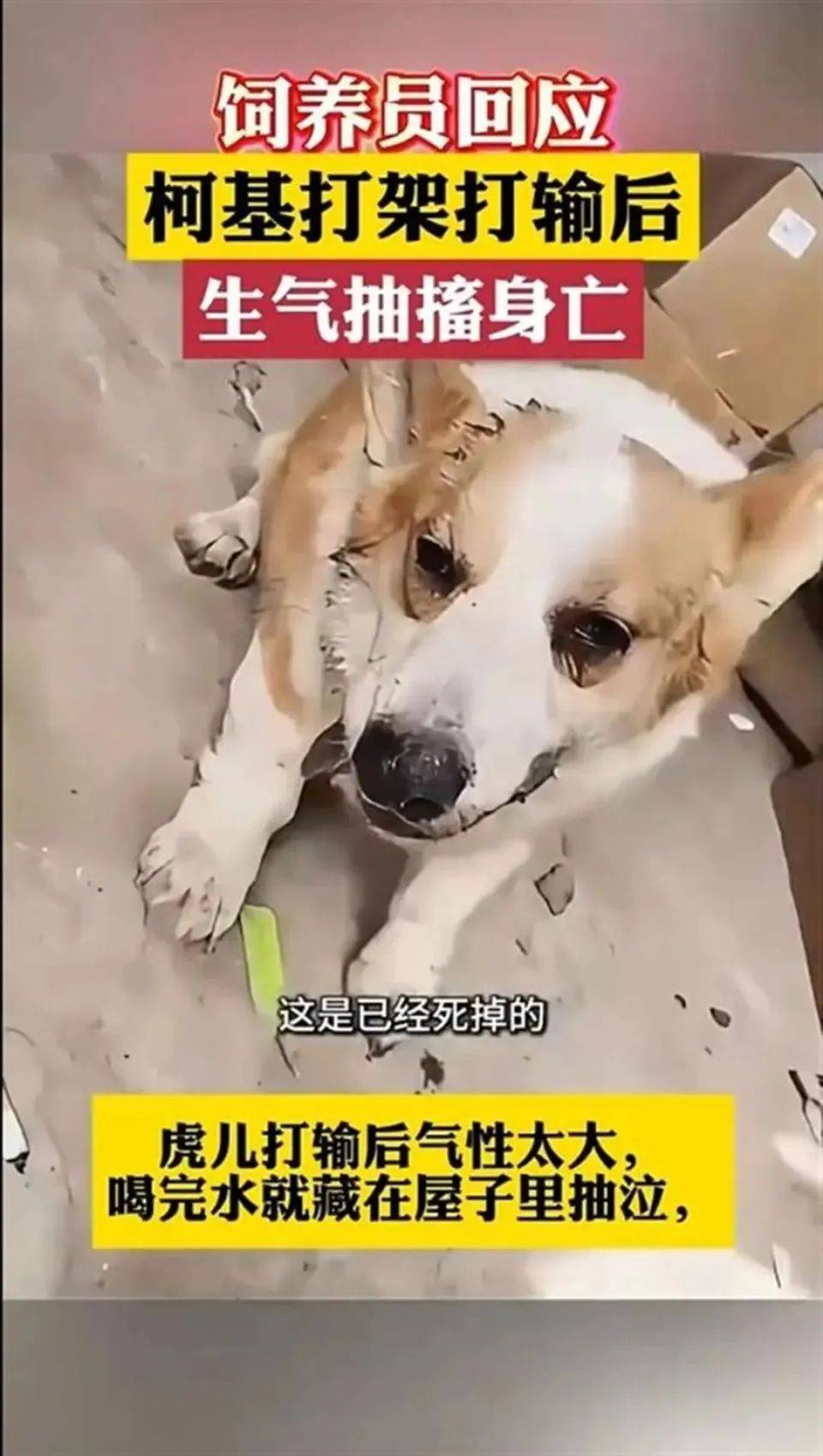 惊了！为了争母狗，鹤壁一柯基犬和其他狗打架，战败后竟气绝身亡！（柯基在狗中打架排行）