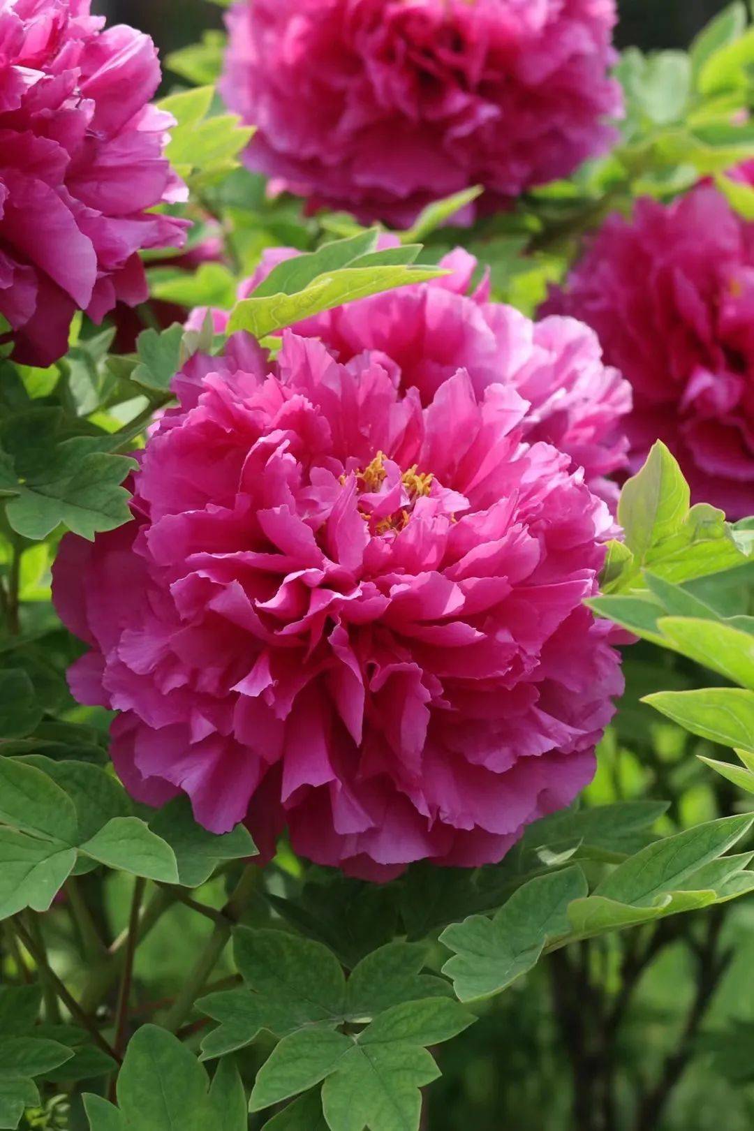 菏泽曹州牡丹园曹州古城一日游