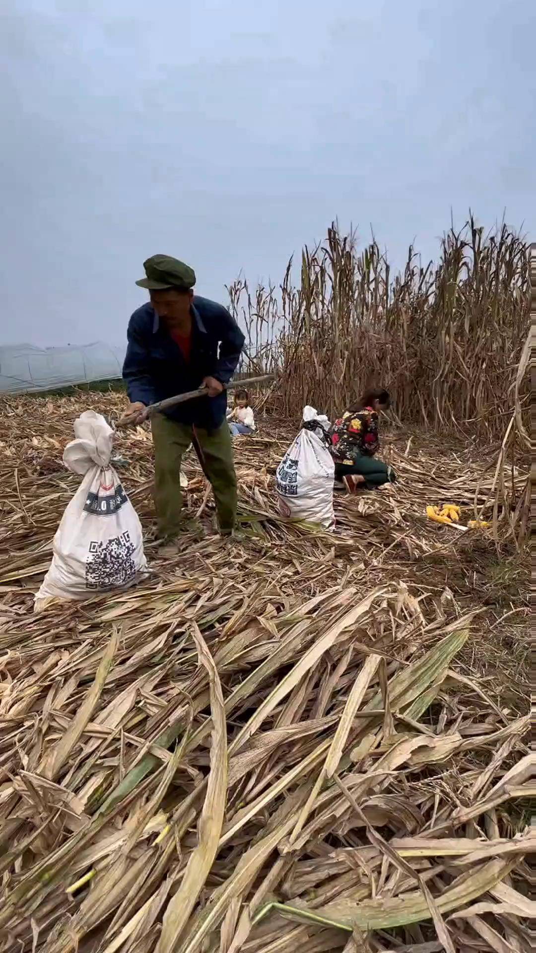 我真不是故意的农村真实生活 农村生活 掰玉米