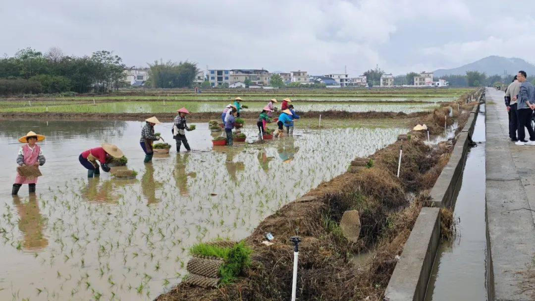 1100亩水稻规模化种植项目开展水稻抛秧作业