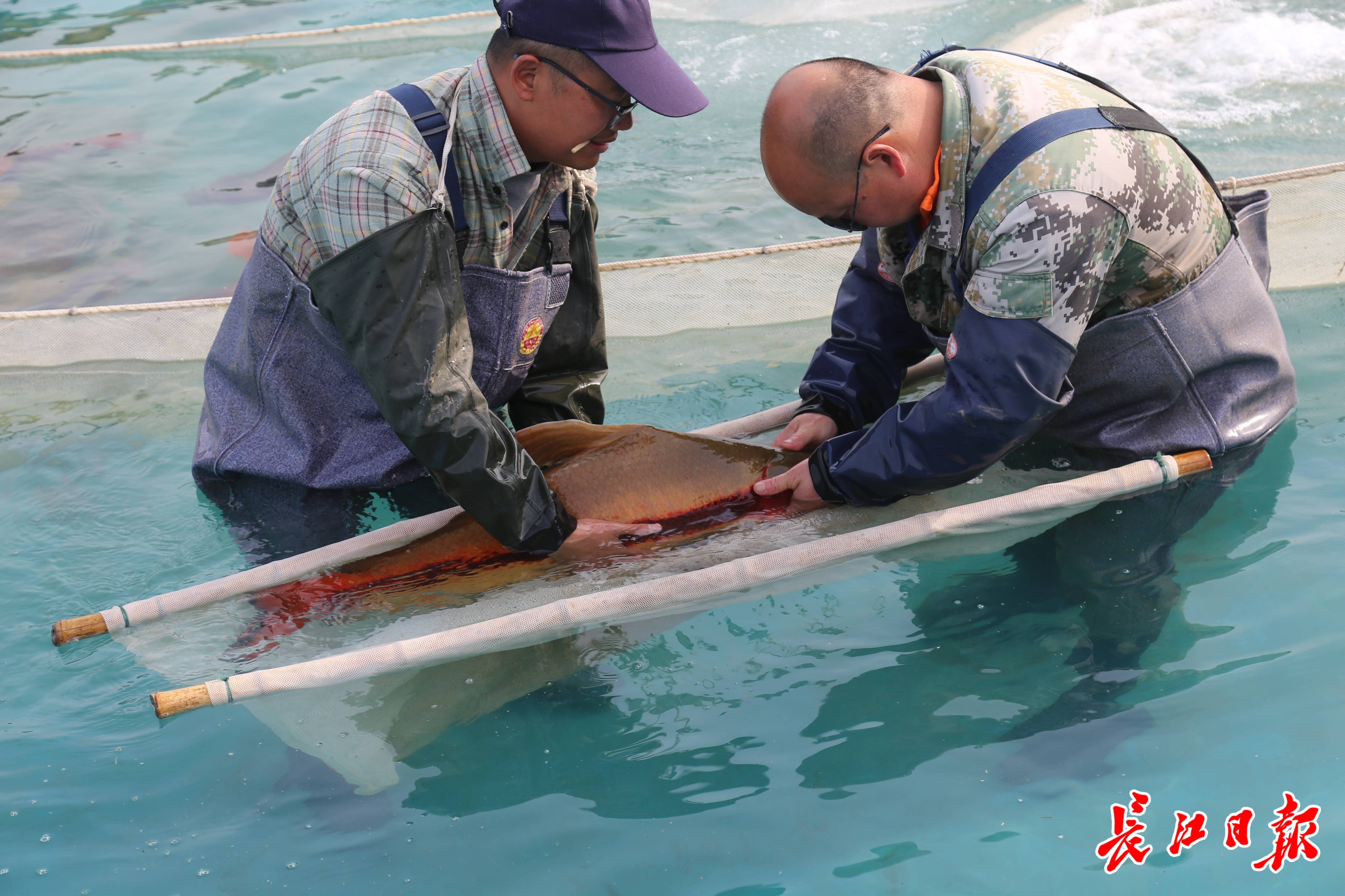 这种鱼很"珍贵",武汉今年人工孵化100万尾