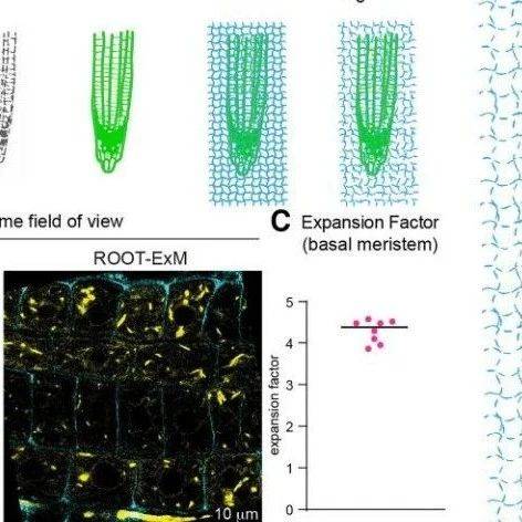 Plant Cell | 一种简单易于操作的“植物根”超分辨率成像方法_细胞_扩张_组织