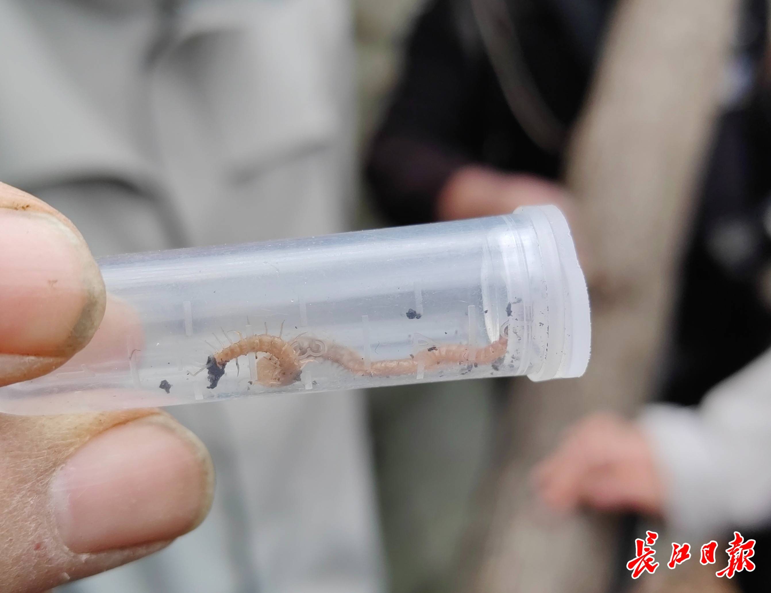 土坡爬出"百足之虫",竟是湖北新发现物种