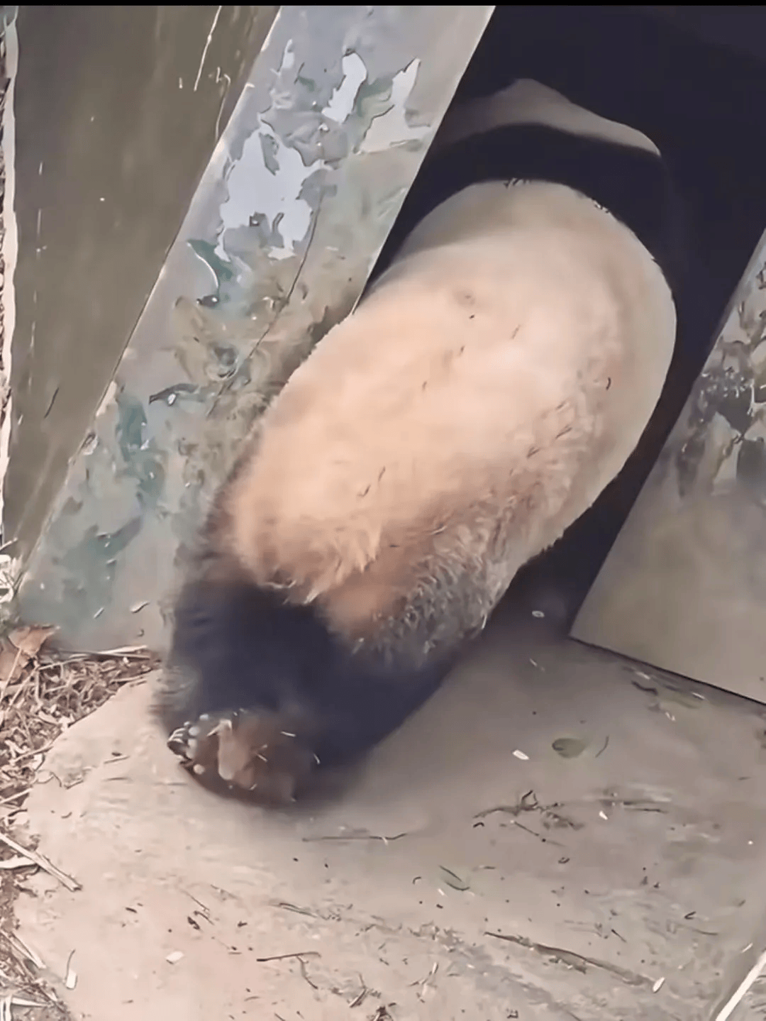 红山森林动物园回应"打针打瘸大熊猫一条腿"