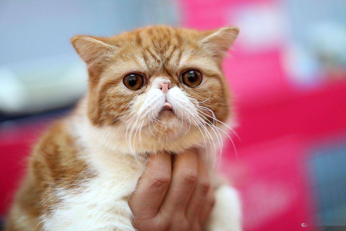 猫咪价格多少钱一只？附宠物猫咪价格表（猫咪一般多少钱一只）