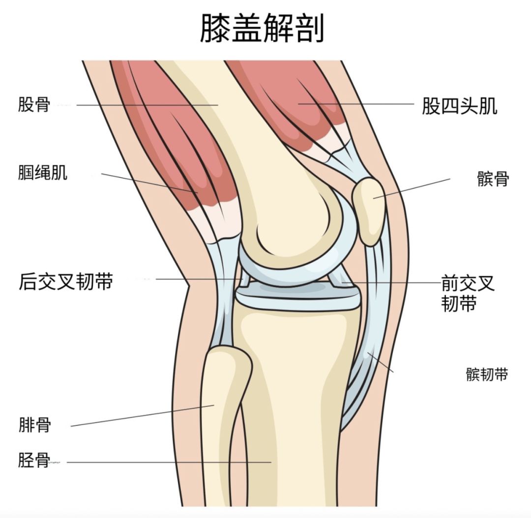 护膝用不对,膝盖废更快!真心劝你别乱买