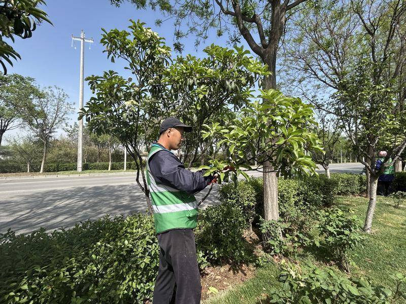 必赢入口春季绿化正当时 高陵区补植补栽绿意浓(图1)
