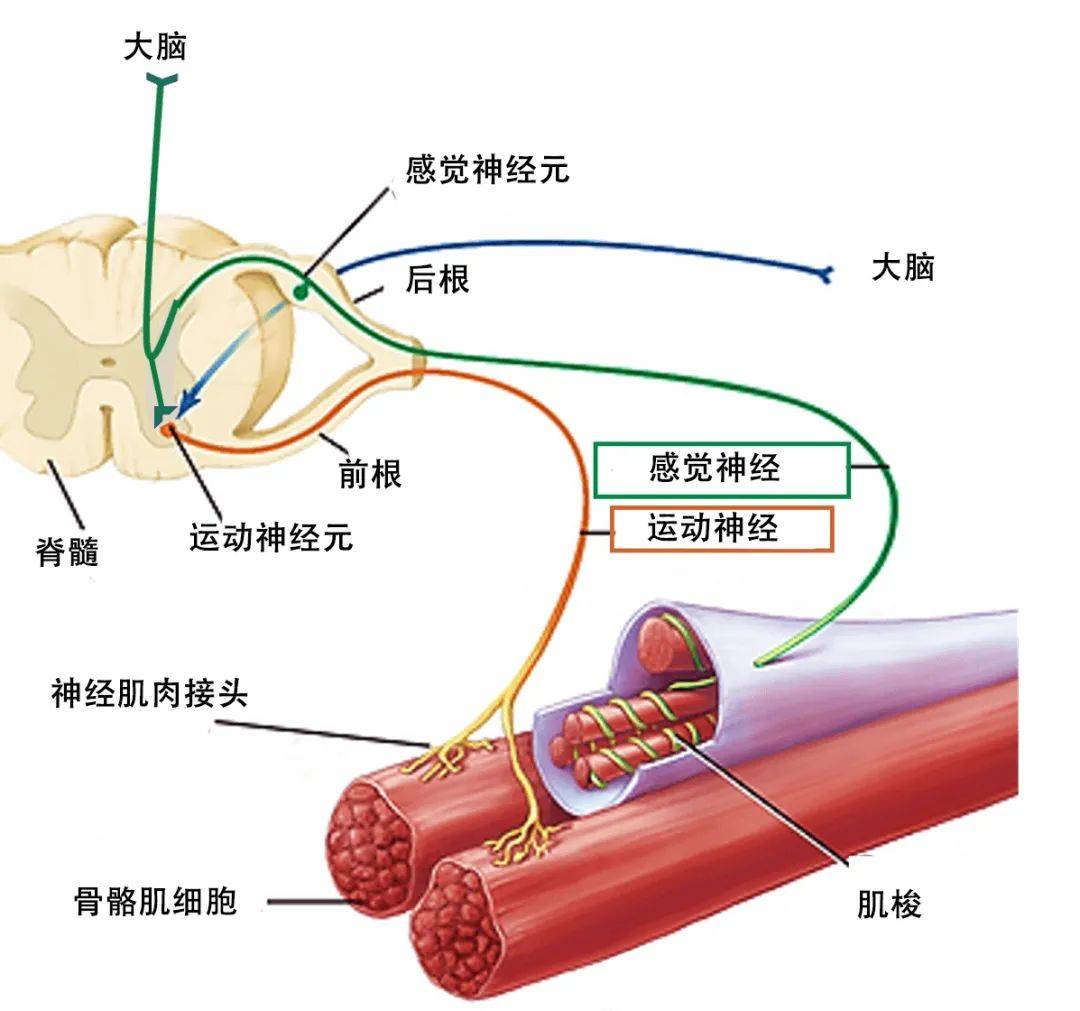 神经细胞又称为神经元,通过细胞壁内外离子的传递来产生和传导电信号