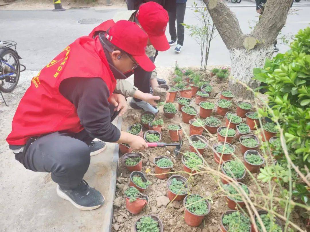 社区谷雨植新绿栽种新希望(图4)