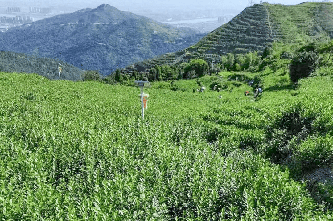 辟邪,明目,所以谷雨这天不管什么天气,人们都会去茶山摘一些新茶