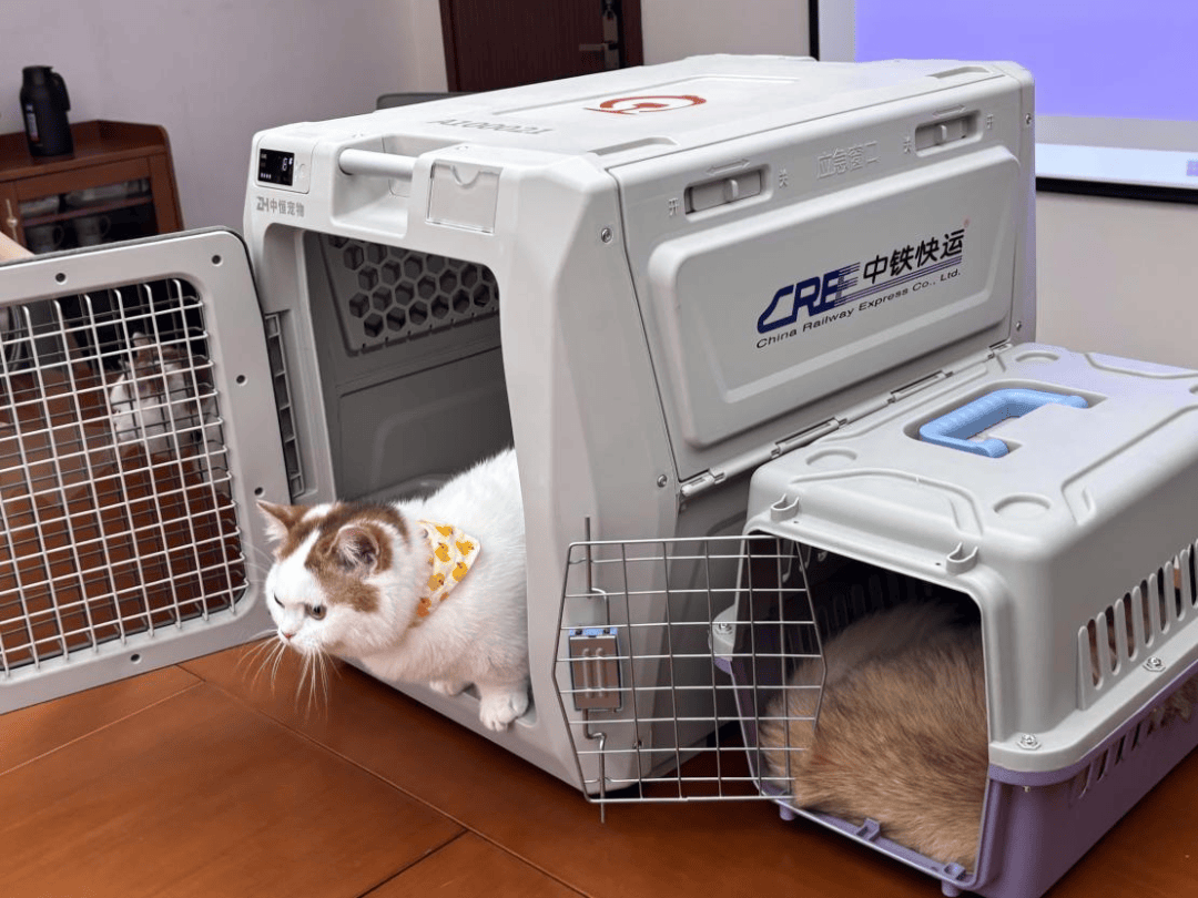 高铁专用宠物运输箱大揭秘