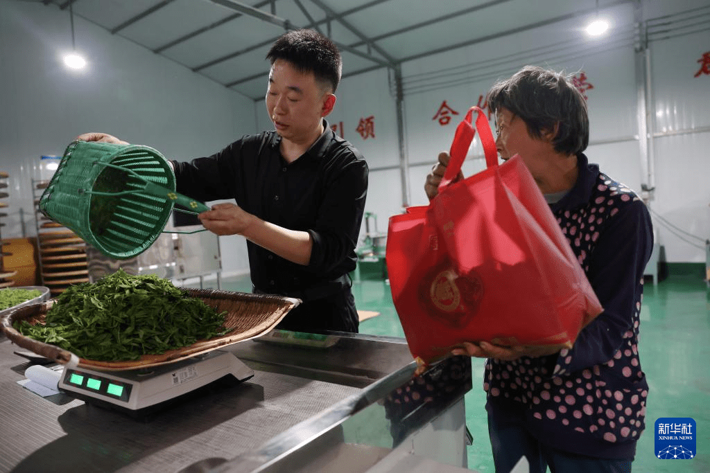 新葡萄娱乐甘肃康县：茶香悠悠(图2)
