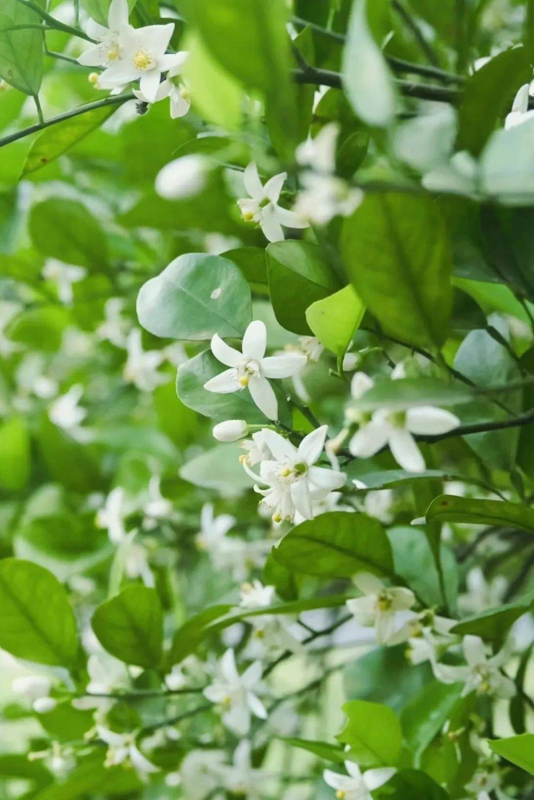橙花进入盛放期到长寿之乡四川西充看春天