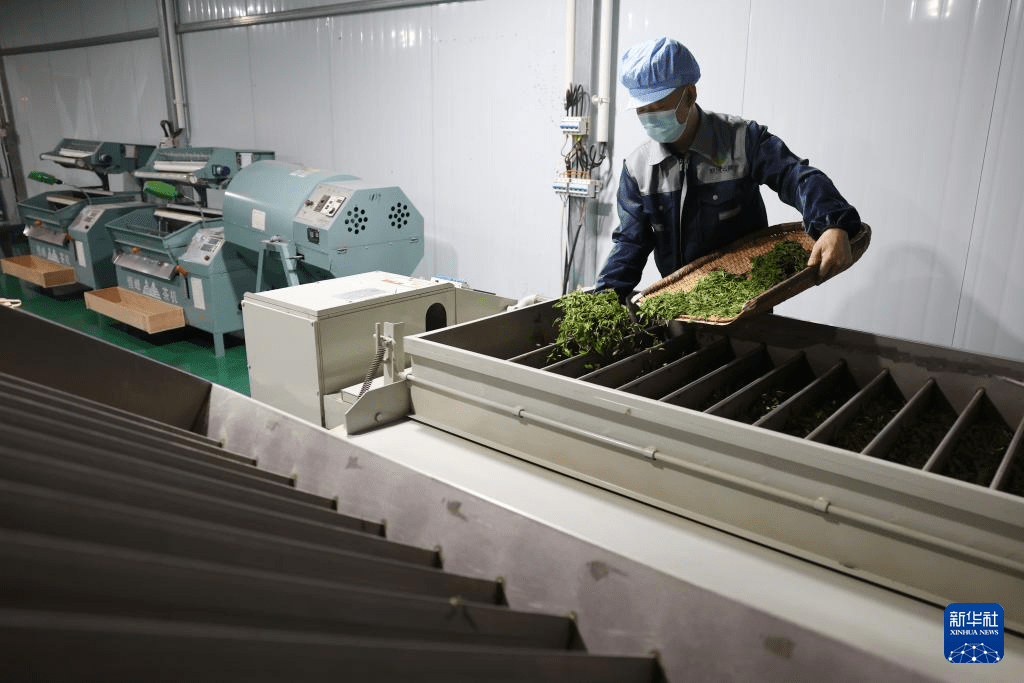 新葡萄娱乐甘肃康县：茶香悠悠(图4)