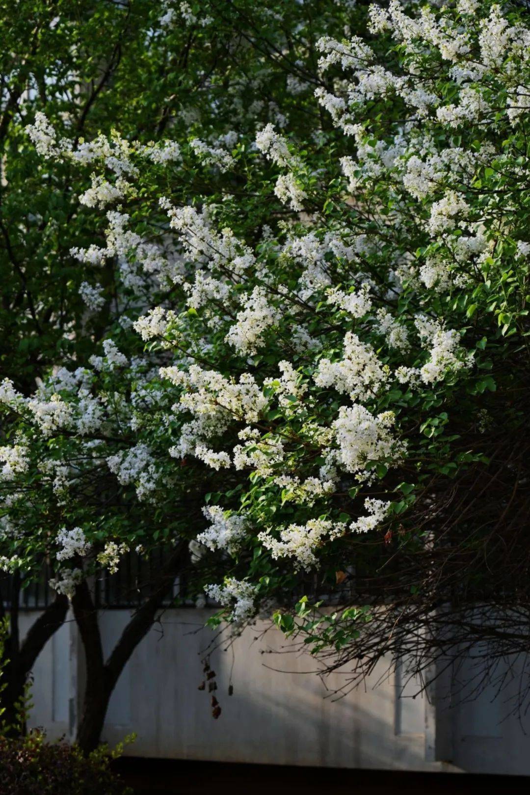 丁香树下读什么?快来收好这一份春日限定书单