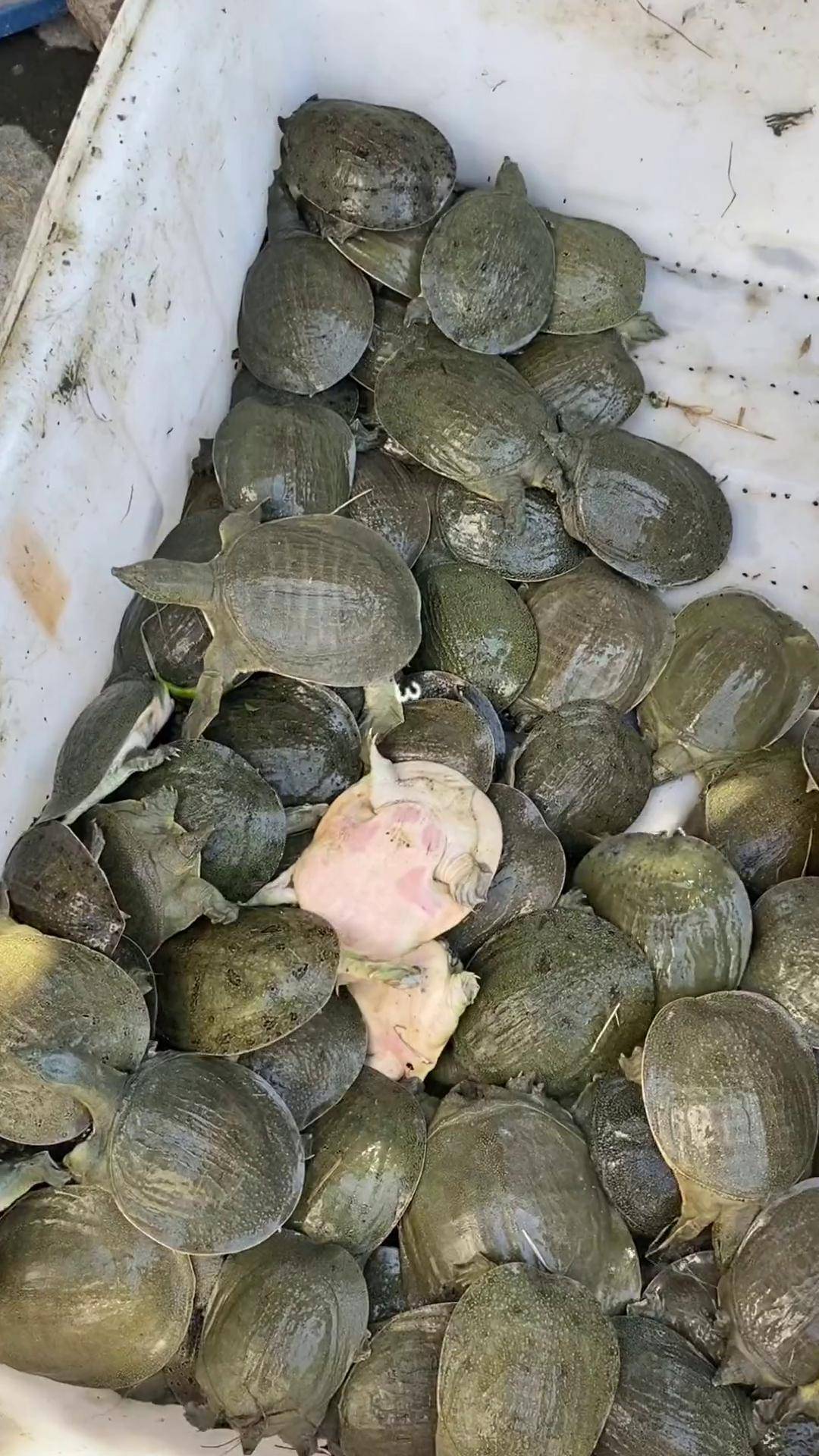 这是客户选的一斤左右规格甲鱼苗,虾塘里套养,边养边卖甲鱼养殖基地