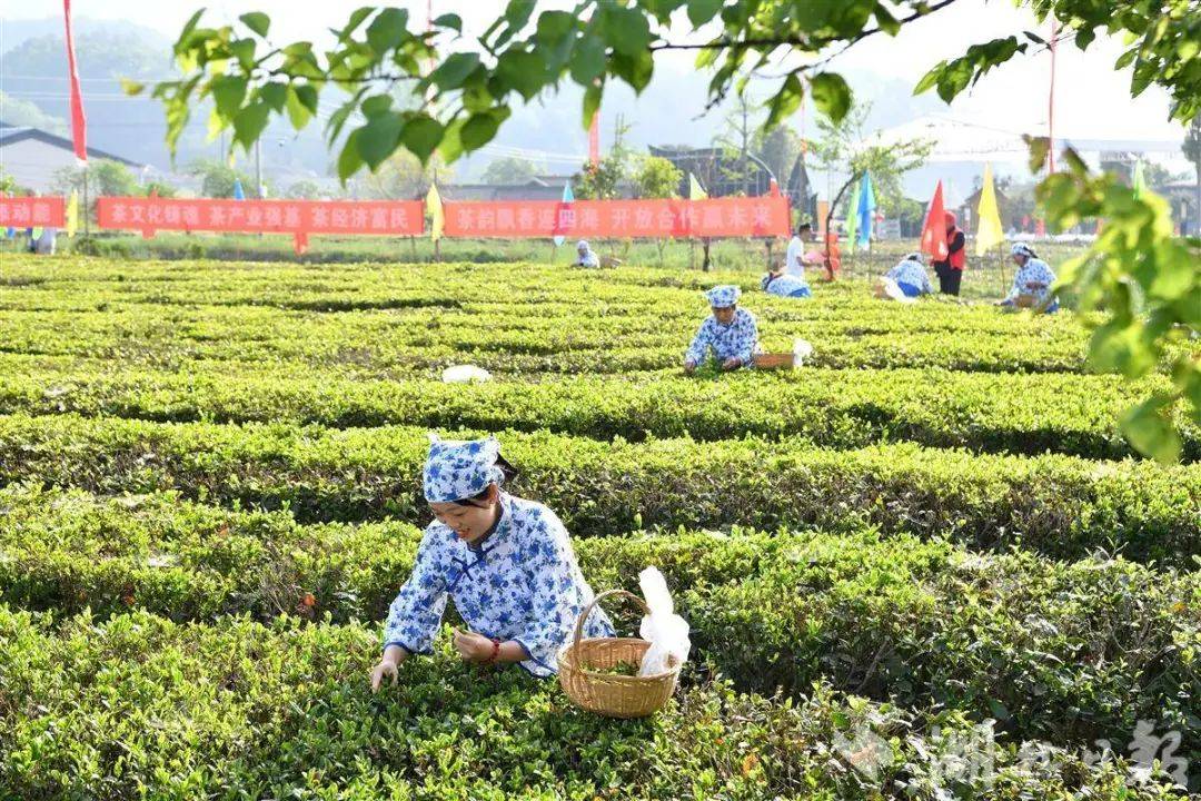 雷火竞技网址既卖茶叶也卖风景 保康20万亩茶园吐绿生金(图3)