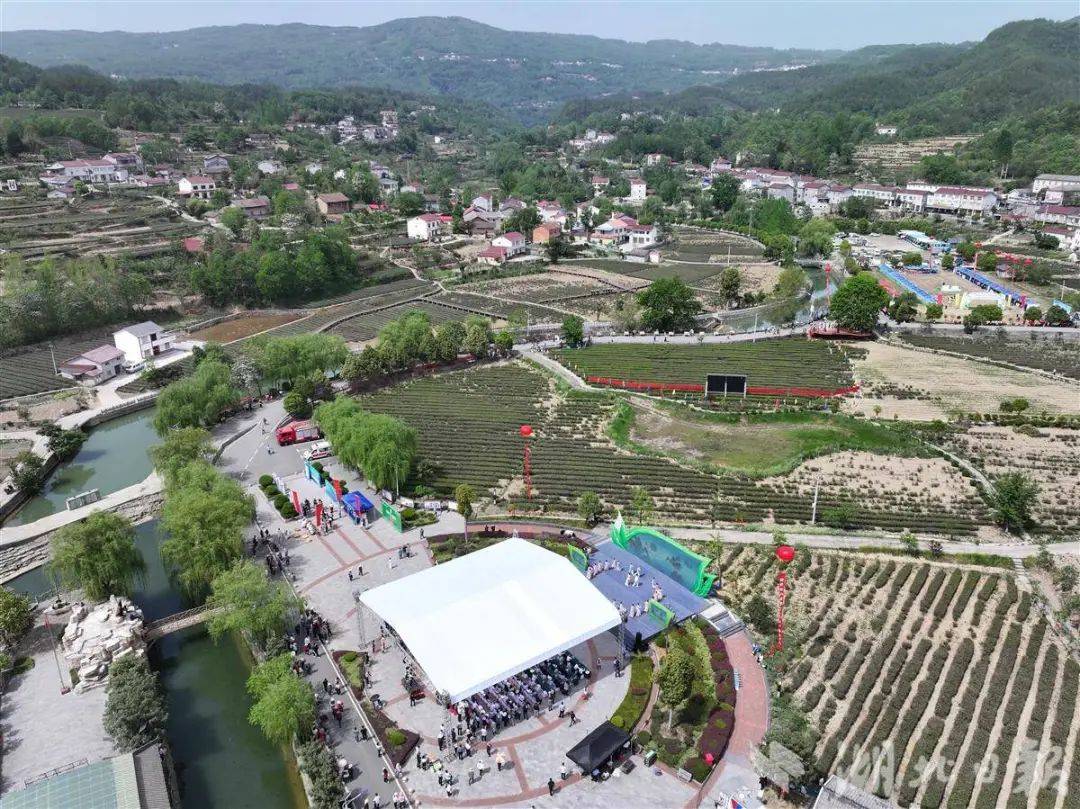 雷火竞技网址既卖茶叶也卖风景 保康20万亩茶园吐绿生金(图1)