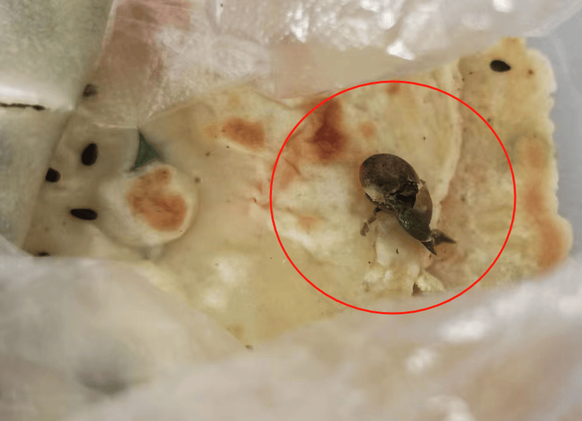 海盐有人在某食堂吃到蜗牛!还咬了一口!网友:隔夜饭都要吐出来了!