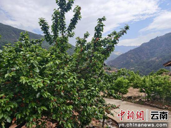 云南华坪：小樱桃托起致富梦(图3)