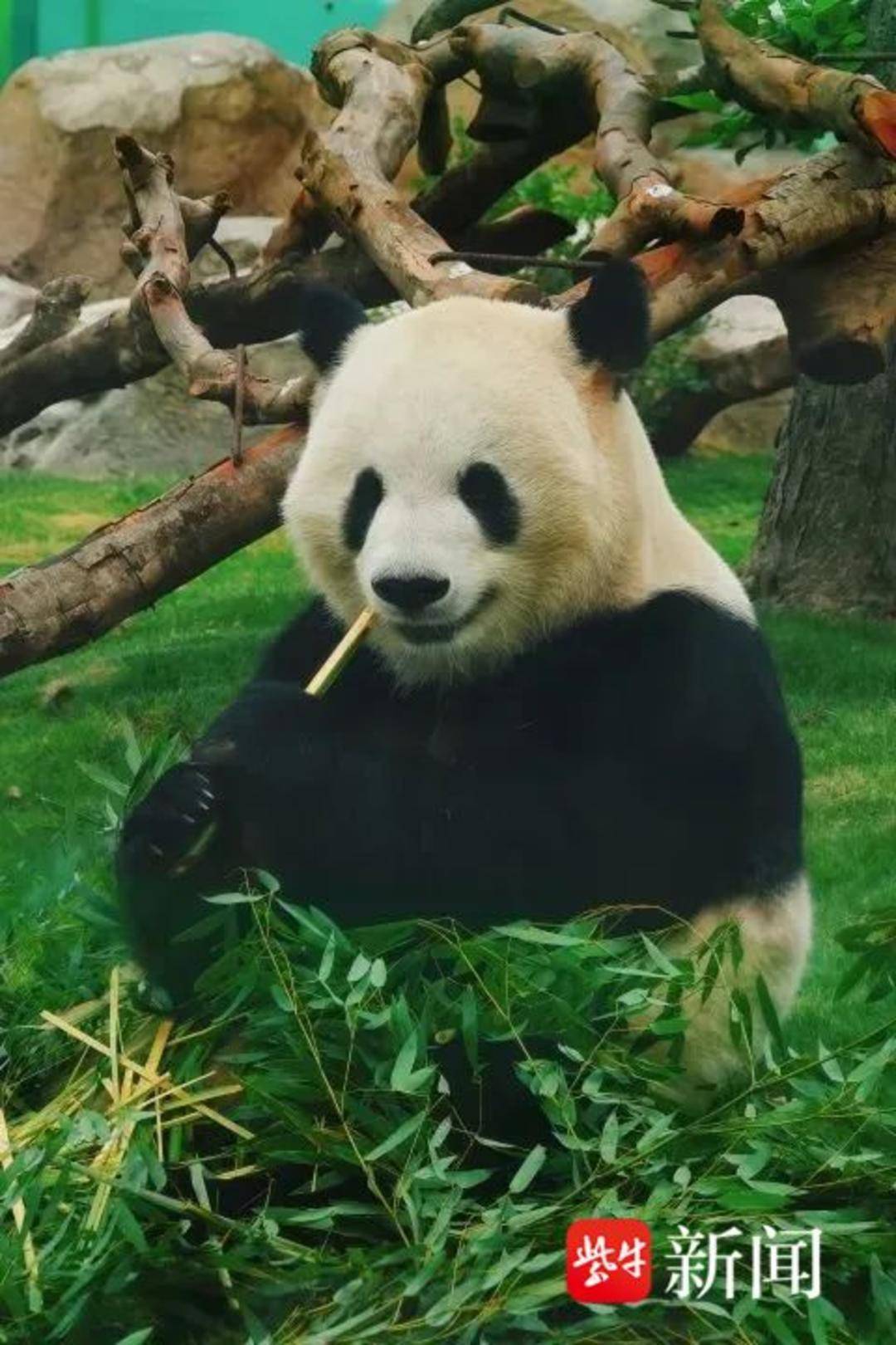 重要提醒无锡动物园参观大熊猫需网上预约