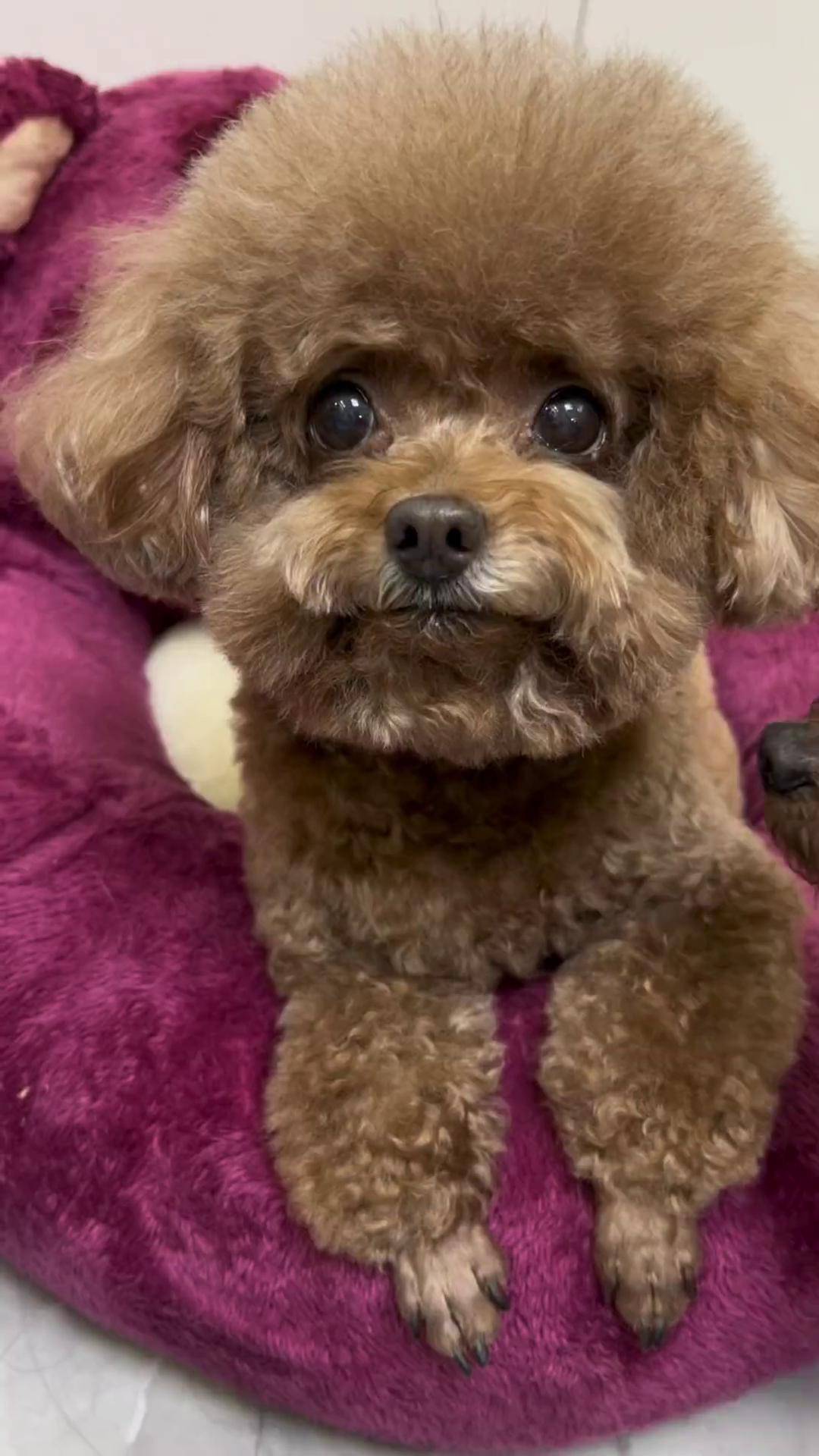 安贵妇的新春穿搭是宠物更是家人 可爱到爆炸 萌宠 记录宠物的日常