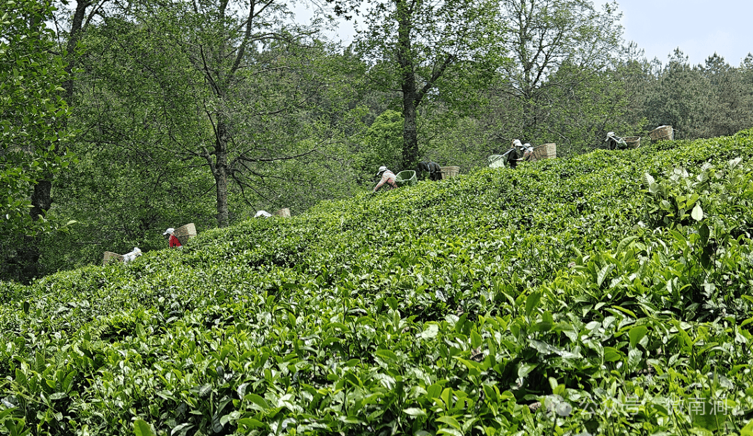 小湾东镇：春茶收尾 茶农的钱包雷火竞技入口鼓了(图1)
