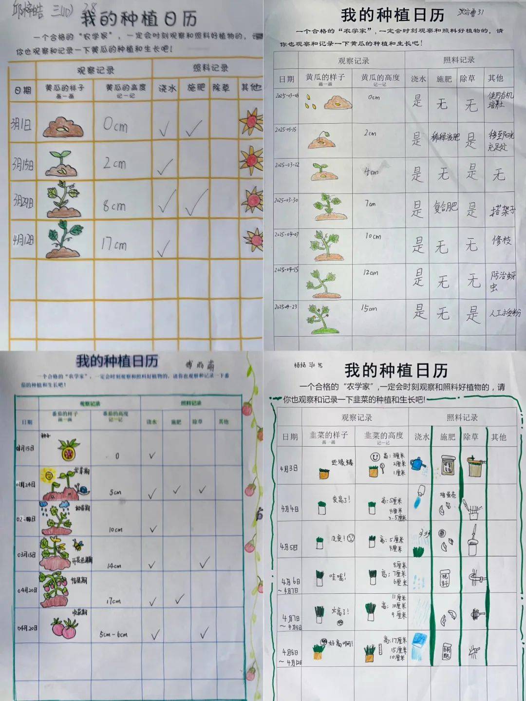 3我的自制肥料悄悄告诉你,给黄瓜的"营养餐"可是我们"农学家"亲手调制